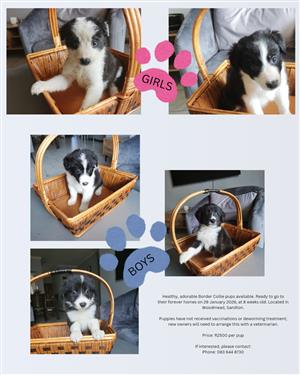 border collie puppies