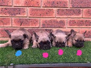 Beautiful French bulldog puppies available