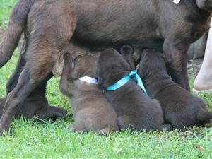 Chocolate Labrador puppies