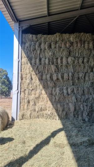 Eragrostis Bales – Small (For Sale)