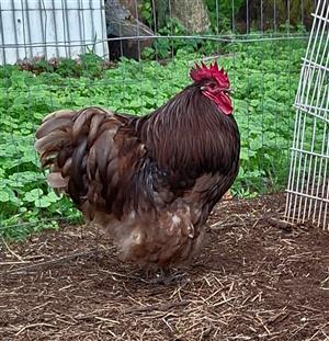 Orpington chicken