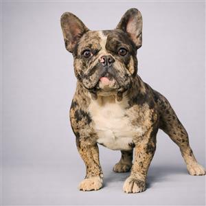 Pepper : Frenchie Private Placement Collection