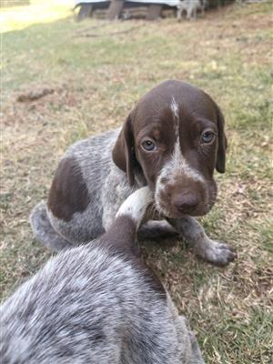 GSP Puppies for Sale