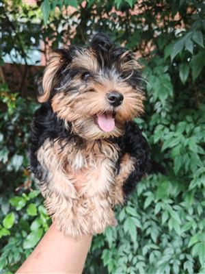 Gorgeous male Yorkie looking for a new home