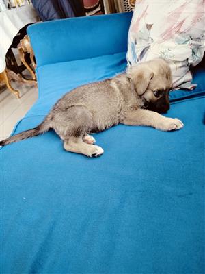 German shepherd puppy for sale 