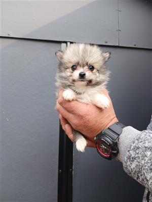 Pomeranian puppies