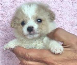 Maltese puppy 