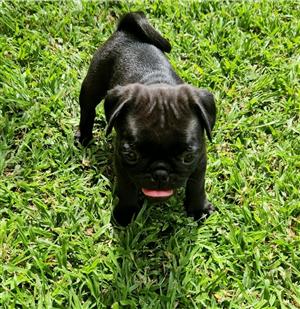 PUG PUPPIES.