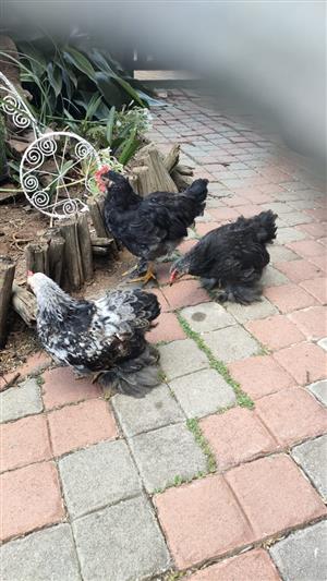Pekin Bantams