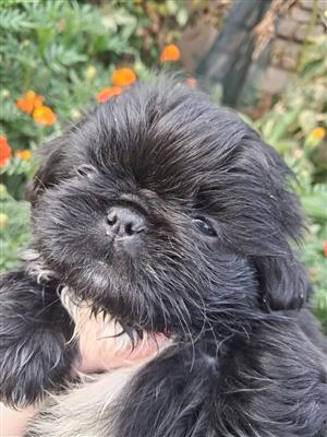 Pekingese puppies