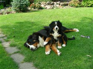 Bernese mountain dog puppy for sale