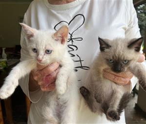 White Siamese Ragdoll kittens
