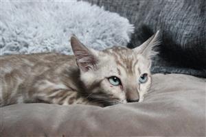 Bengal kitten