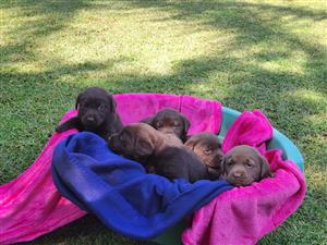 Chocolate Labrador puppies (DOB 14 July 2023)