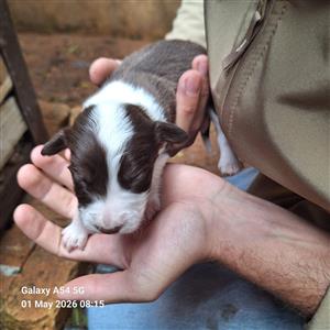 Border collie puppies
