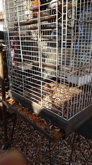 Bird cage big on wheels