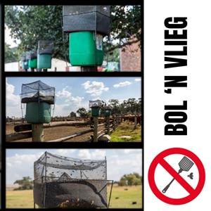 Bol 'n Vlieg Vlieëvanger