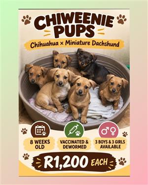 Chiweenie puppies