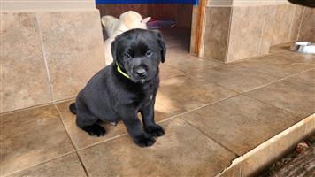 Labrador puppies