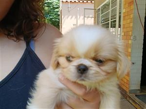 Pekingese puppies