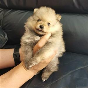 Pomeranian /Toy Pom puppies 