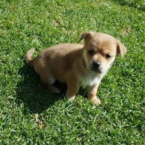 (Chipin) Chihuahua x miniature Pinscher puppies 