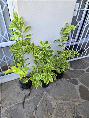 Vibrant Healthy Golden Durantas 