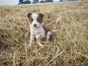 Male Border Collie puppies available 