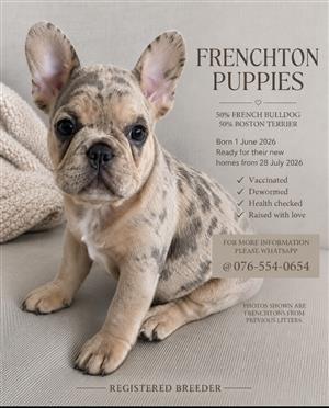 Frenchton Puppies Available