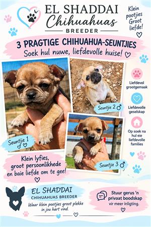 CHIHUAHUA PUPPIES TE KOOP