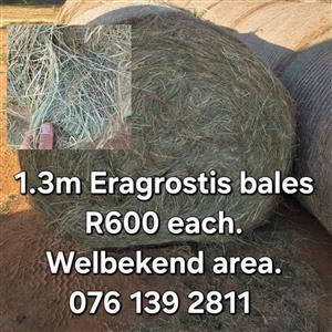 1.3m Eragrostis bales available 
