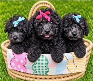 KUSA french toy poodles.
