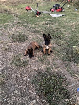 Malinois Belgian Shepherd 