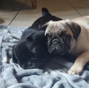 Beautiful registered pug puppies available and ready to go. They are all vet che