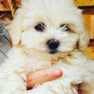 Maltese mini female puppy | Junk Mail