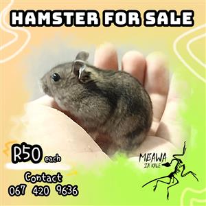 Young Adult Normal Dwarf Hamsters 