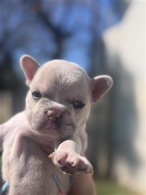 Gorgeous Exotic French bulldog puppies available