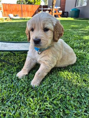 Labrador x Golden retriever puppies