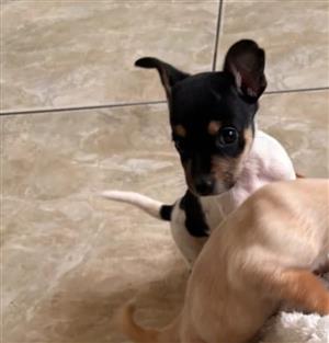 Chihuahua