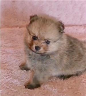 Toypom female puppy 