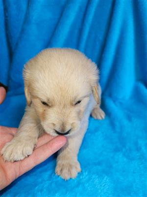 Beautiful Golden Retriever puppies available
