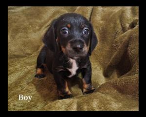 Dachshund pups