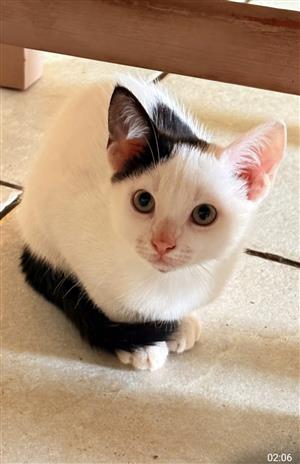 Kitten looking for a home 