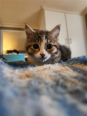 Kitten For Sale