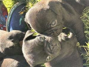 Purebred pugs for sale