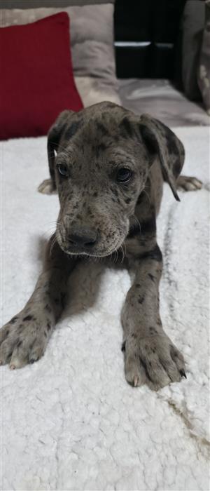 Great Dane puppies available 