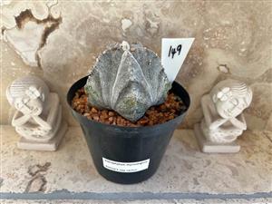 Bishops Cap spineless cactus