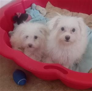 Maltese pups for sale