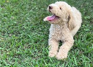 Standard poodle puppy purebred for sale at 9 weeks old