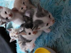 Kittens for sale